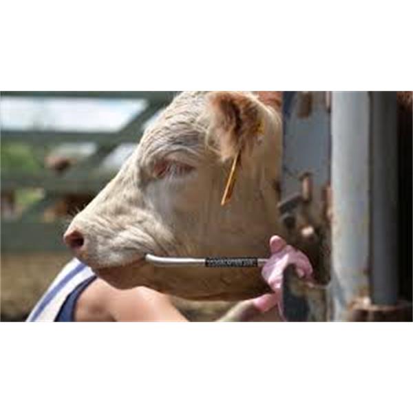 Easy Bosse E Cattle Handing Distraction Device