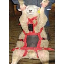 No Mate Teaser Harness