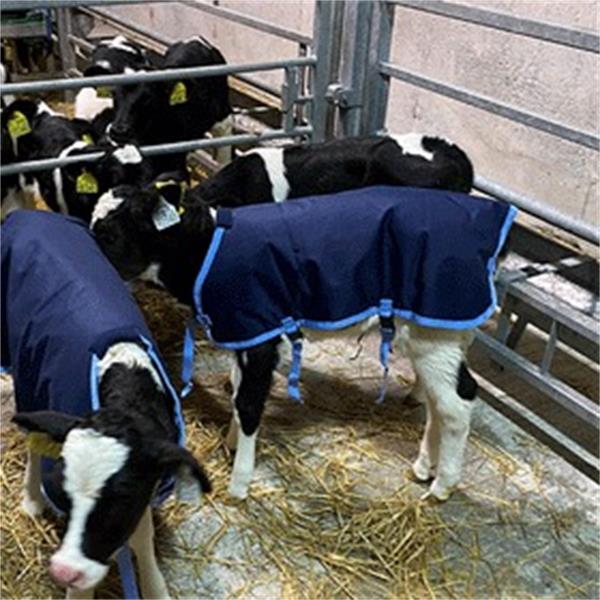 Calf Jackets Navy