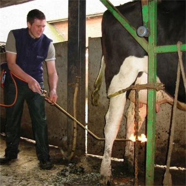 Udder Hair Remover angled lance for use with propane gas