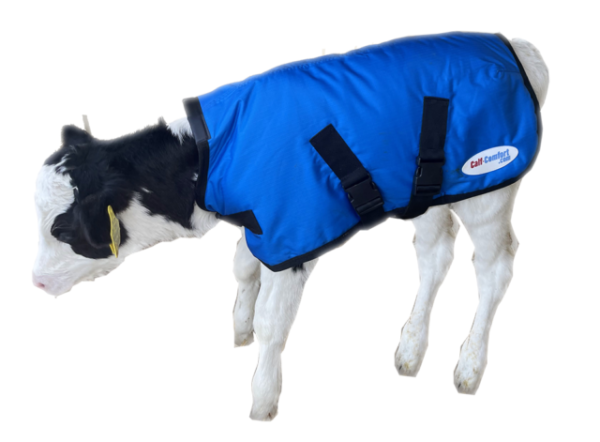 Calf Comfort Jacket LARGE